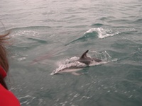 Highlight for Album: Kaikoura